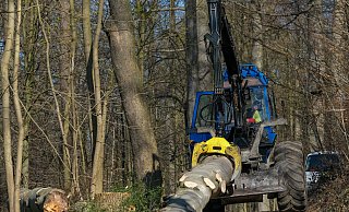 Und tschüss: Wieder ist eine sehr alte, totkranke Buche gefallen und wird aus dem Wald herausgezogen. - Foto: Andreas Zobe/NW