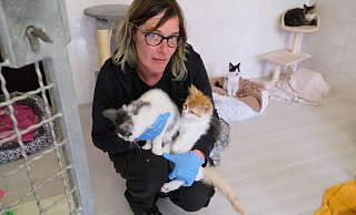 Ein kompletter Wurf Maine-Coone-Katzen ist im Tierheim gelandet. Die Kitten waren, als sie ausgesetzt wurden in einem schlechten gesundheitlichen Zustand, weiß Tierheimmitarbeiterin Kristin Bleibohm. - Nicole Bliesener