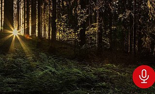 Die vermisste Scarlett S. war eine passionierte und erfahrene Wanderin. Was ist mit ihr passiert? Die Ermittler stehen vor einem Rätsel. - Symbolbild: Pixabay