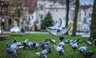 Der Schwarm, der längst teilweise mehr als 100 Tauben umfasst, sollte in Gänze kontrollierbar werden – und so vom Jahnplatz wegmanövriert werden können. Foto: Sarah Jonek - Sarah Jonek