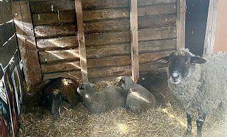 Das Fell der Tiere ist zum Teil stark verbrannt, fast schwarz. Das neun Wochen alte Lämmchen Lemmy, das Adrian Idzan mit der Flasche aufgezogen hat (3. v. l.), konnte sich zum Glück retten. - Charlotte Mahncke