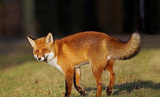 Ein mit Staupe infizierter Fuchs kann das Virus auf den Hund übertragen. - Pixabay