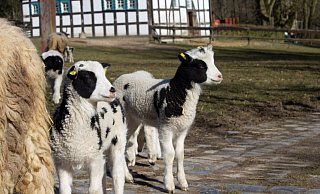 Keck schauen die jüngsten Tierparkbewohner die Besucher an. - Stadt Bielefeld