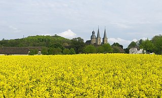 Blühender Raps am Wegesrand. - Silke Buhrmester