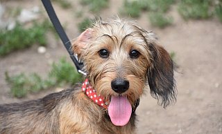 Hunde sollen an die Leine – das schützt viele Wildtiere und sie auch vor Giftködern. - Pixabay