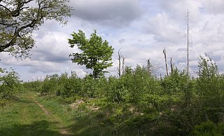 Wird die Egge der zweite Nationalpark in Nordrhein-Westfalen? - Jens Reddeker
