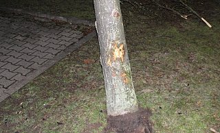Der Seat des 27-jährigen Bad Oeynhauseners krachte gegen diese Baum. - Polizei Minden-Lübbecke