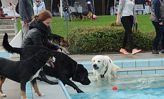 Das Hundeschwimmen im Freibad Gehlenbeck genießen die Vierbeiner. Vor dem Spaß steht allerdings die Pflicht, sie anzumelden. - Joern Spreen-Ledebur