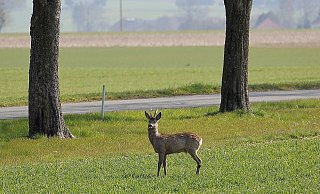 Das Reh landete bei dem Unfall auf der Windschutzscheibe. - Symbolbild/Pixabay