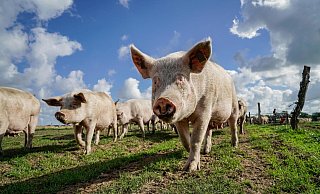 Die Landwirte wollen, dass Schweinehaltung auch in Zukunft in Deutschland möglich und rentabel ist. - picture alliance / Countrypixel