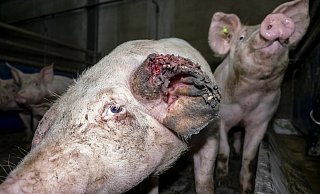 Der Verein "Deutsches Tierschutzbüro" hat Tierquälerei bei einem Schweinemastbetrieb, der auch Tönnies beliefert hat, öffentlich gemacht. - Deutsches Tierschutzbüro e.V.