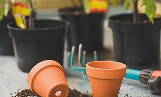 Ein Naturexperte entdeckt eine scheinbar heimische Pflanzenart im Löhner Baumarkt. - Symbolbild: Pixabay/Ylanite