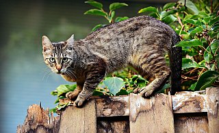 Damit auch scheue Katzen ohne eigenes Zuhause kastriert werden, organisiert der Bielefelder Tierschutzverein regelmäßig Kastrationsaktionen. Doch die Wirkung verpufft, wenn private Halter nicht mitziehen. - Pixabay (Symbolbild)