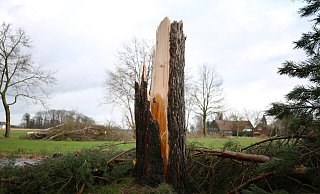 Eine Anwohnerin stand gerade am Fenster und staunte über die Größe der Hagelkörner, als die Sturmböe die 40 Jahre alten Tannen vor ihrem Haus erfasste und eine von ihnen anhob, bevor ihr Stamm nachgab. - Ilka Gülker