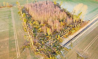 Aus der Vogelperspektive wird deutlich, über welche Strecken ganze Baumstämme durch die Luft geschleudert wurden. Einige von ihnen hob der Tornado mitsamt ihres Wurzelwerks aus der Erde, andere knickte oder drehte er regelrecht ab. - Ilka Gülker