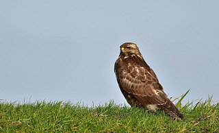 Der Bussard konnte durch die Polizisten an eine Auffangstation übergeben werden. - (Symbolbild) Pixabay