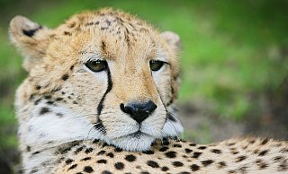Sechs Geparden leben im Safariland. Obwohl sie Katzen sind, können sich kaum klettern. - Sarah Jonek