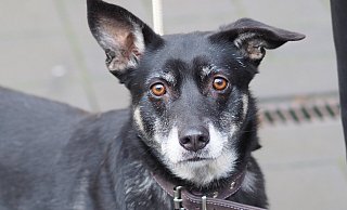 Tiere werden in der Ukraine von Geflüchteten teilweise zurückgelassen. Gleichzeitig sind die Tierheime unterbesetzt. - Phyllis Frieling
