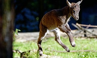 Der junge Steinbock tollt im Bielefelder Tierpark Olderdissen im Gehege herum. - Steve McAlpine