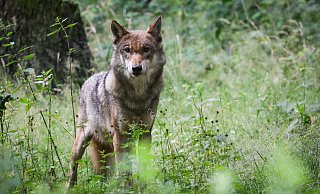 Der letzte Wolf im Kreis Höxter wurde vor gut drei Jahren gesichtet. Doch in Ostwestfalen taucht das Tier immer mal wieder auf. In den vergangenen Wochen erst gab es mehrere Wolfssichtungen sowie auch Nutztierrisse im Lübbecker Land. - dpa/Christian Charisius