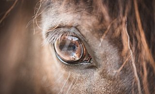 Das Pony wurde auf einem Stoppelfeld beobachtet. - Symbolfoto: Pixabay