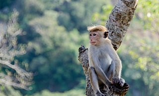 Ein Affe (Art unbekannt) spazierte am Sonntag durch den Preußisch Oldendorfer Stadtteil Offelten. - (Symbolbild): Pixabay
