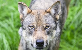 Bundesumweltministerin Steffi Lemke will den Abschuss von wild lebenden Wölfen erleichtern. - Julian Stratenschulte
