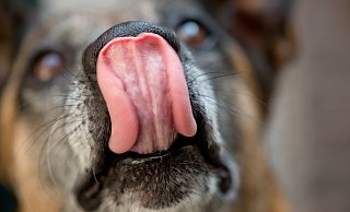 Vergiftungen enden für viele Hunde mit erheblichen Folgen, oft auch mit dem Tod. - (c) Copyright 2013, dpa (www.dpa.de). Alle Rechte vorbehalten