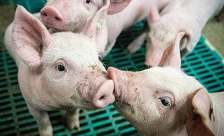 Ein Kreisveterinär soll drei Ferkel bei Tönnies in einem Eimer ertränkt haben, sein Kollege hat dabei zugesehen. Beiden wurde fristlos gekündigt. - Symbolfoto/Pixabay
