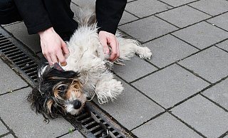 Rund 80 Katzen und fast 30 Hunde leben aktuell im Tierheim Paderborn und suchen ein neues Zuhause - so wie der 10-jährige Terrier Elton. - Lena Henning