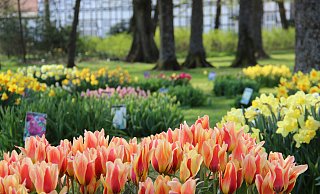 Die Tulpenshow im Gräflichen Park ist jedes Jahr eine besondere Attraktion. - Antje Kiewitt