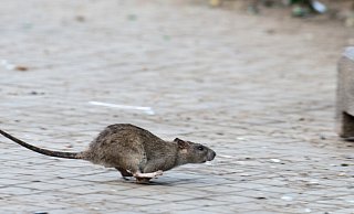 Manchmal sind Ratten auch auf der Straße unterwegs. - Bernd von Jutrczenka