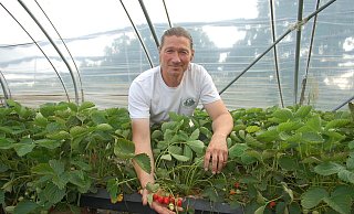 In Folientunneln reifen die ersten Erdbeeren auf dem Obsthof von Dirk Wickemeyer heran. - Ingrun Waschneck