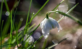 Schneeglöckchen gehören zu den Frühblühern. - dpa
