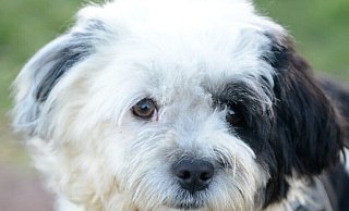 Besonders traurig ist der Fall von Joker. Die Mitarbeitenden des Tierheimes geben derzeit alles, um dem kranken Malteser-Mischling doch noch ein schönes Leben zu ermöglichen. - Tierheim Lübbecke
