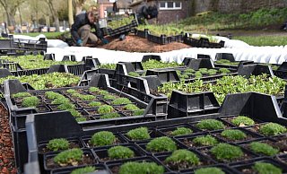 Es wird fleißig eingepflanzt, damit die Landesgartenschau in Höxter am 20. April pünktlich starten kann. - Thomas Kube