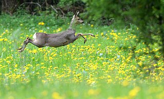 Ein Reh springt in einem hohen Satz auf einer Wiese über den Löwenzahn: In Warburg gab es Rehwild-Risse. Die Stadt ist alarmiert. - Felix Kästle/dpa