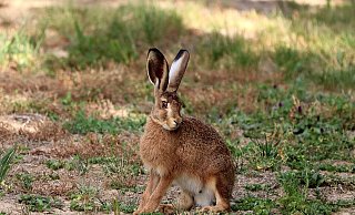 Bei einem Feldhasen in Bad Lippspringe ist die Hasenpest nachgewiesen worden. Im Kreis Höxter sind derzeit noch keine Fälle bekannt. - Pixabay