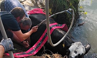 Die renitente Kuh sprang gleich zweimal in die Nethe und musste von den Feuerwehren aus Borgentreich und Höxter gerettet werden. - Feuerwehr Borgentreich