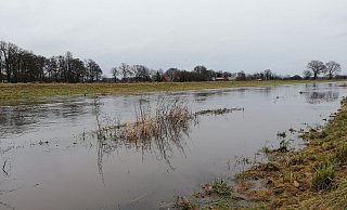 Am Freitagnachmittag hatte das Wasser der Aue nördlich von Pr. Ströhen schon fast den Rand des Flussbettes erreicht. Regnet es weiter, dann dürfte der Weser-Zufluss über die Ufer treten. - Joern Spreen-Ledebur