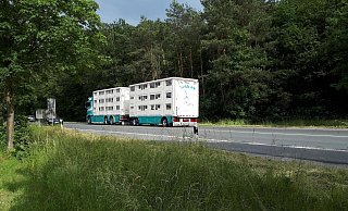 Diesen Schweinetransport hat Margrit Dorn an einem heißen Tag fotografiert. - Margrit Dorn Diesen Schweinetransport hat Margrit Dorn an einem heißen Tag fotografiert. - Margrit Dorn