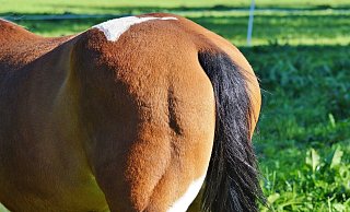 In mehreren Ställen der Region soll es in den vergangenen Wochen zu ähnlichen Vorfällen gekommen sein. - Pixabay