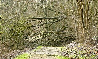 In Ostwestfalen hatte der Sturm, wie hier im Kreis Paderborn, viele Bäume zum Umstürzen gebracht. - Stefan Befeld/Wald und Holz NRW