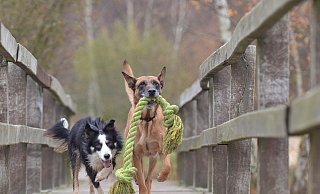 Die Stadt geht von Mehreinnahmen in Höhe von 11.000 Euro jährlich durch die Hundesteuer-Erhöhung aus. - Pixabay