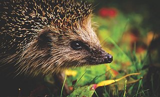 Igel halten sich gern in Gärten auf - dort sind sie allerdings auf ein bisschen Unordnung und durchlässige Zäune oder Hecken angewiesen. - Pixabay/Alexas_Fotos