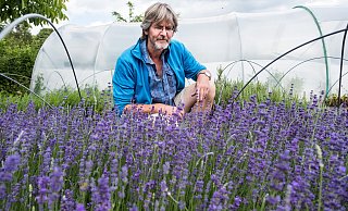 Der Lavendel blüht in der Gärtnerei. Im Garten soll vielleicht ein Blühstreifen entstehen. - Ralf Bittner