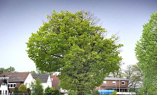 Das Schicksal der Sumpfeiche auf dem Hagedorn-Areal in Gütersloh ist mutmaßlich besiegelt. - Andreas Fruecht