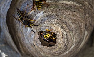 Der Brand wurde beim Beseitigen eines Wespennestes entfacht. - Pixabay (Symbolfoto)