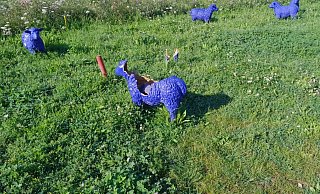 Das ist nicht aus Versehen passiert. Die blauen Schafe wurden mutwillig zerbrochen. Fotos (3): LGS-Förderverein - LGS Förderverein