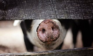 Die Bauern sollen beim Tierhandel dem Staat die Umsatzsteuer vorenthalten haben. - Symolbild: Pixabay